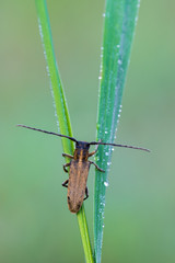 beetle - Phytoecia nigricornis