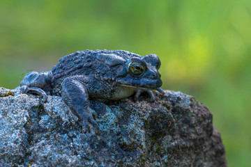 The European green toad (Bufo viridis)
