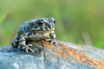 The European green toad (Bufo viridis)
