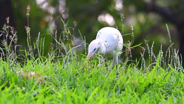 White beautiful bird trying to catch worm