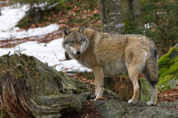 Naklejka premium A wolf in the Bohemian Forest, Germany.