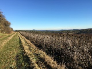 Grass Path next to a Field of Dry Sunflowers on sunny winter day at Nature Park Eifel, Germany