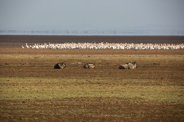 Gnus