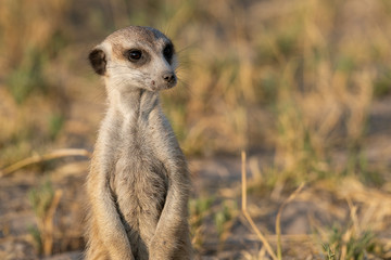 Fototapeta premium Meerkat - Stokstaartje - Suricata suricatta - Botswana