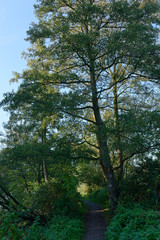 Roterle am Wegesrand