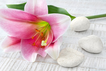 Lily and stones