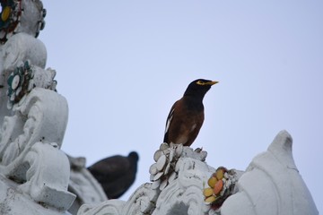 Fototapeta premium Bird