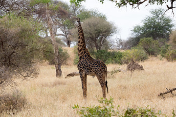 Giraffe (Giraffa)