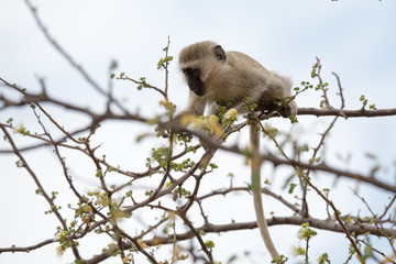 Wilder Affe in der Serengeti - Tansania