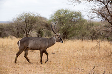 Südlicher Spießbock - Oryx gazella - Afrika