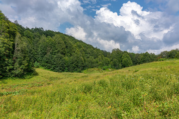 Edge of a green forest with a bright blue sky after a green meadow