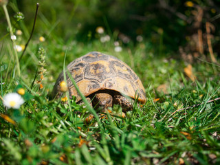 Alone Old Big Turtle eating Grass in the Habitation Latouche, Zoo de Martinique, Caribbean