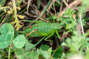Red small parasitic insects attacked a grasshopper