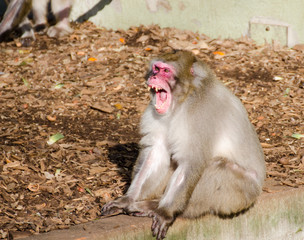 An adult Japanese macaque shows fangs while yawning