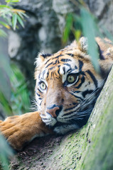 Sumatran tiger. It lives in Asia, in the tropical forests of the Indonesian island of Sumatra. Of the six tiger subspecies that still exist, the Sumatran tiger is however the smaller one