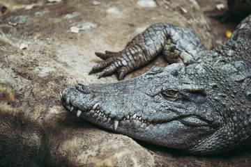 Crocodile du Siam