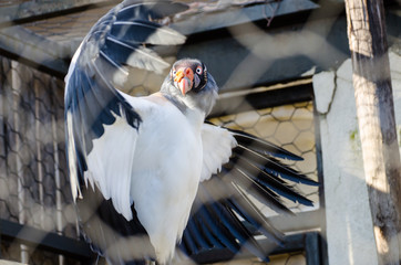 A Pope vulture with open wings in the aviary of a zoo. It is one of the most striking vultures of...