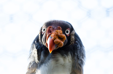 Portrait of a Pope vulture in the aviary of a zoo. It is one of the most striking vultures of the tropical forests and tree-lined plains of Central and South America.