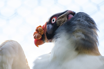 Portrait of a Pope vulture in the aviary of a zoo. It is one of the most striking vultures of the...