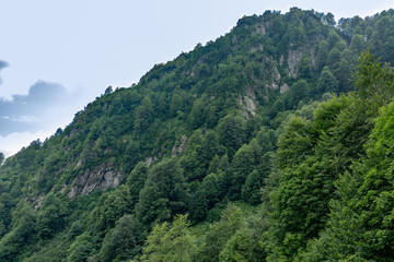 View of the mountainside overgrown with high green forest