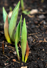 green fresh spring plant sprout in the ground
