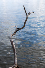 tree branch against water surface