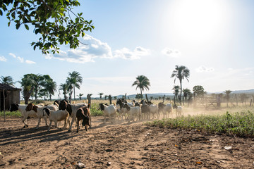 Caprinos soltos a pasto