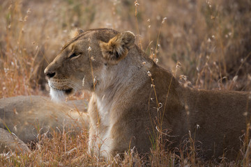 Löwe (Panthera leo)
