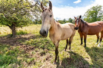 Obraz na płótnie Canvas Cute and friendly horse in pasture
