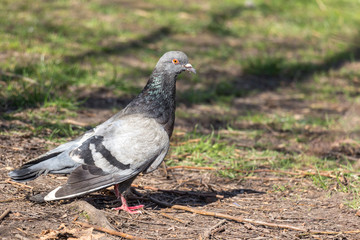 Dove on blurred blue sky background, close up
