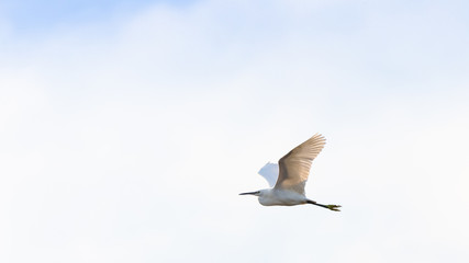 Little egret flying in the blue sky