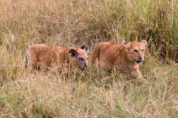 Löwe (Panthera leo)