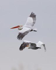 Beautiful pelicans flying in the grey sky in Rodopi, Greece