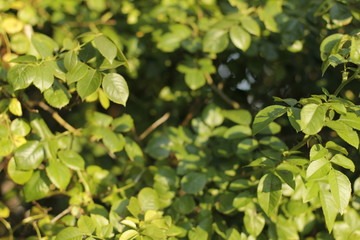 volksgarten vienna autumn fall tourist botanic flowers