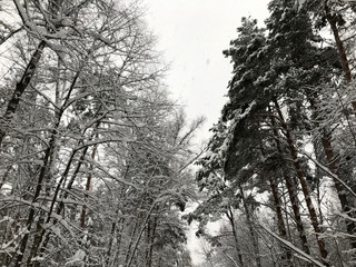 Trees in the forest under the snow winter. Natural beautiful background with frosted trees in winter.