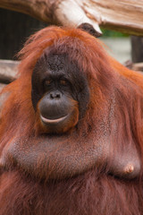 Detail of orangutan , female orangutan from Sumatra ,Indonesia