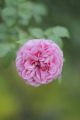 volksgarten vienna autumn fall tourist botanic flowers