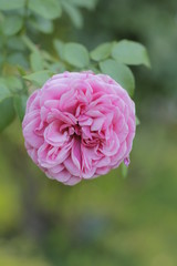 volksgarten vienna autumn fall tourist botanic flowers