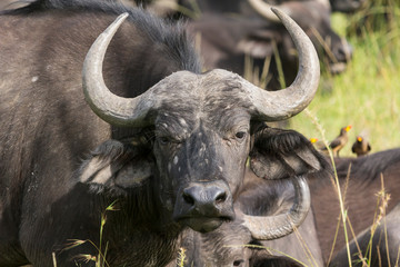 Buffalos in Masai Mara Kenya
