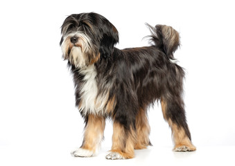 Tibetan Terrier  Dog  Isolated  on White Background in studio