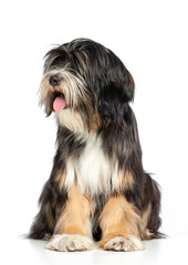 Tibetan Terrier  Dog  Isolated  on White Background in studio