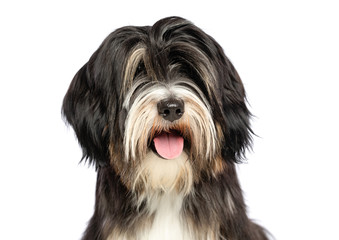 Tibetan Terrier  Dog  Isolated  on White Background in studio