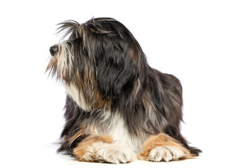Tibetan Terrier  Dog  Isolated  on White Background in studio