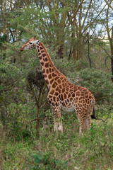 Giraffe in Lake Nakuru National Park, Kenya