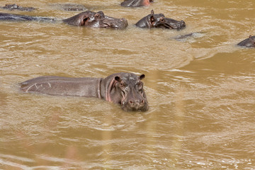 Hippos in the Mara River, Masai Mara, Kenya
