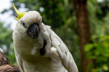 close up cockatoo sitting in a tree