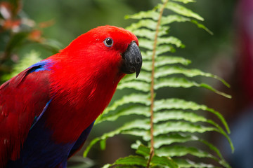 beautiful red parrot
