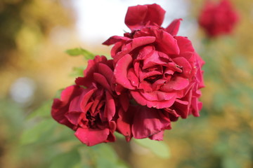 volksgarten vienna autumn fall tourist botanic flowers