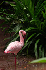 pink flamingos stand up by one leg infront of the grass