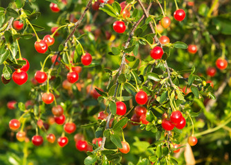 Cherry bush